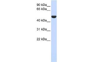 WB Suggested Anti-CD36 Antibody Titration:  0.