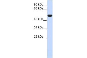 WB Suggested Anti-CD36 Antibody Titration:  0. (CD36 anticorps  (N-Term))