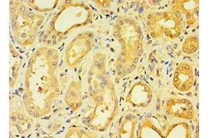 Immunohistochemistry of paraffin-embedded human kidney tissue using ABIN7151376 at dilution of 1:100