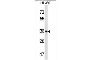 Western blot analysis in HL-60 cell line lysates (35ug/lane). (Kallikrein 9 anticorps  (AA 82-111))