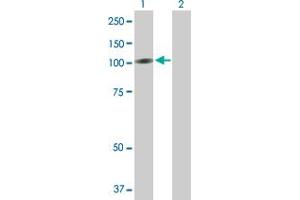 Western Blot analysis of RECK expression in transfected 293T cell line by RECK MaxPab polyclonal antibody. (RECK anticorps  (AA 1-971))