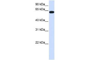 HS6ST3 antibody used at 1 ug/ml to detect target protein.