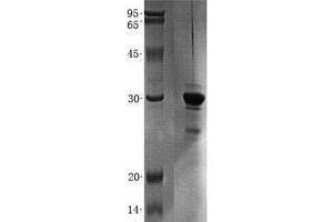 Validation with Western Blot