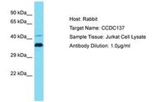 Image no. 1 for anti-Coiled-Coil Domain Containing 137 (CCDC137) (AA 21-70) antibody (ABIN6750791) (CCDC137 anticorps  (AA 21-70))
