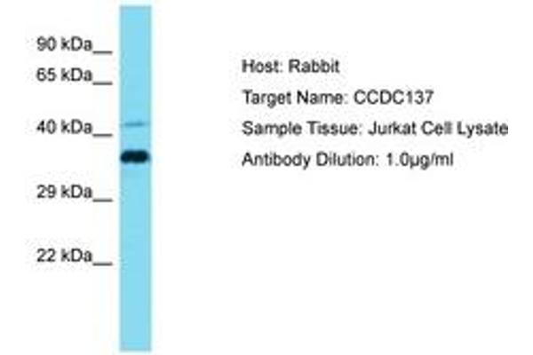 CCDC137 anticorps  (AA 21-70)