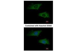 ICC/IF Image Immunofluorescence analysis of methanol-fixed HeLa, using interferon alpha 2, antibody at 1:200 dilution.