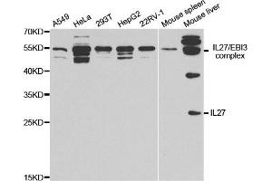 Western Blotting (WB) image for anti-Interleukin 27 (IL27) antibody (ABIN1876684) (IL-27 anticorps)