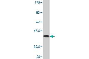 Western Blot detection against Immunogen (35. (USP9X anticorps  (AA 1-90))