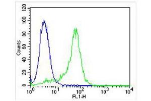 Overlay histogram showing Hela cells stained with (ABIN391332 and ABIN2841360) (green line).