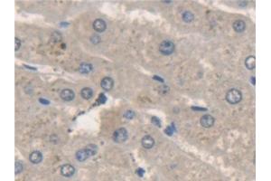 Detection of NSF in Human Liver Tissue using Polyclonal Antibody to N-Ethylmaleimide Sensitive Factor (NSF)
