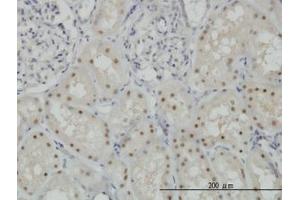 Image no. 6 for anti-Cytidine and DCMP Deaminase Domain Containing 1 (CDADC1) (AA 423-515) antibody (ABIN466247) (CDADC1 anticorps  (AA 423-515))