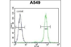 anti-Anaphase Promoting Complex Subunit 5 (ANAPC5) (AA 156-185) antibody