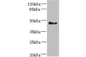 Western blot All lanes: SH3GLB2 antibody at 5. (SH3GLB2 anticorps  (AA 1-250))