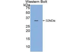 Western blot analysis of the recombinant protein. (MYB anticorps  (AA 305-558))