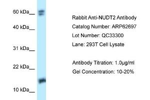 Western Blotting (WB) image for anti-Nudix (Nucleoside Diphosphate Linked Moiety X)-Type Motif 2 (NUDT2) (Middle Region) antibody (ABIN2789216) (NUDT2 anticorps  (Middle Region))