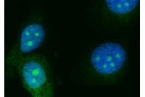 IF analysis of RRS1 using anti-RRS1 antibody (ABIN7602918).