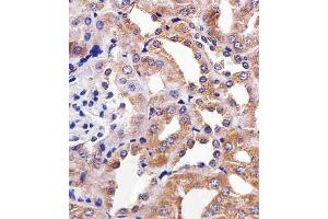 Immunohistochemical analysis of paraffin-embedded M.