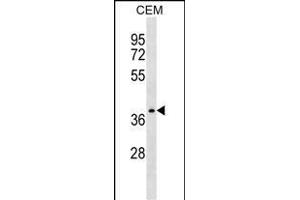 NDRG4 Antibody (Center) (ABIN1538024 and ABIN2848737) western blot analysis in CEM cell line lysates (35 μg/lane).