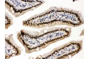 IHC testing of FFPE mouse intestine with PRKAB2 antibody. (PRKAB2 anticorps)