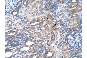 SLC29A2 antibody was used for immunohistochemistry at a concentration of 4-8 ug/ml. (SLC29A2 anticorps)