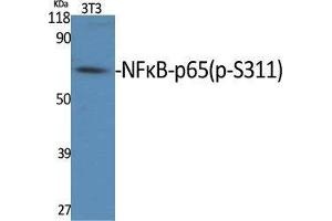 Western Blot (WB) analysis of specific cells using Phospho-NFkappaB-p65 (S311) Polyclonal Antibody.