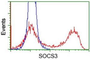 Image no. 2 for anti-Suppressor of Cytokine Signaling 3 (SOCS3) antibody (ABIN1501053) (SOCS3 anticorps)
