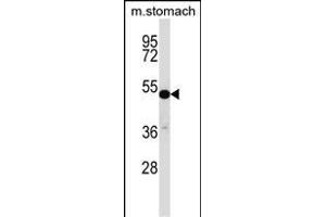 TFCP2L1 Antibody (Center) (ABIN657290 and ABIN2846376) western blot analysis in mouse stomach tissue lysates (35 μg/lane). (TFCP2L1 anticorps  (AA 222-251))