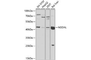 Western blot analysis of extracts of various cell lines, using NODAL antibody (ABIN6133456, ABIN6144699, ABIN6144700 and ABIN6225249) at 1:1000 dilution.
