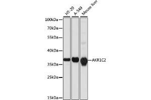 Western blot analysis of extracts of various cell lines, using C2 antibody (ABIN7265549) at 1:1000 dilution. (AKR1C2 anticorps  (AA 1-323))