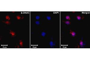 8-hydroxy-guanine Immunofluorescence of mouse monoclonal anti-8-hydroxy-guanine antibody Tissue: Ischemic rat brain Fixation: formalin fixed paraffin embedded Antigen retrieval: not required Primary antibody: 8 hydroxy guanine antibody Localization: nuclear Staining: antibody as red signal with a DAPI blue nuclear counterstain. (8-OHDG anticorps)