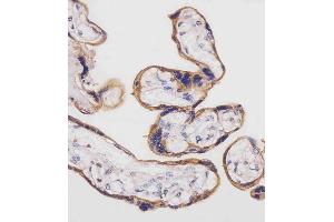 (ABIN654111 and ABIN2843993) staining SLC3A2 in human placenta tissue sections by Immunohistochemistry (IHC-P - paraformaldehyde-fixed, paraffin-embedded sections).