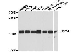 Western blot analysis of extracts of various cell lines, using H3F3A antibody (ABIN6290450) at 1:3000 dilution. (Histone H3.3 anticorps)