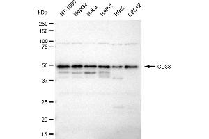 Western blotting analysis using CD38 antibody (ABIN7797968). (Recombinant CD38 anticorps)