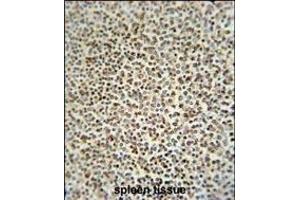 ZC12A antibody (Center) (ABIN654931 and ABIN2844574) immunohistochemistry analysis in formalin fixed and paraffin embedded human spleen tissue followed by peroxidase conjugation of the secondary antibody and DAB staining.