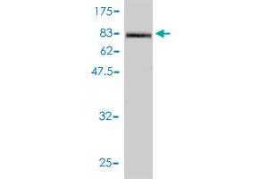 Western Blot detection against Immunogen (84.