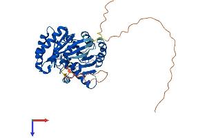 AlphaFold protein structure predicition of Mouse Recombinant Rragb Protein, UniprotID Q6NTA4