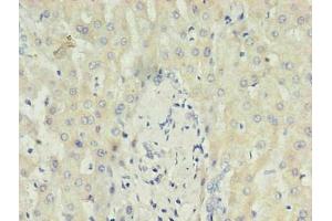 Immunohistochemistry of paraffin-embedded human liver using ABIN7148699 in 30 μg/mL dilute concentrations.
