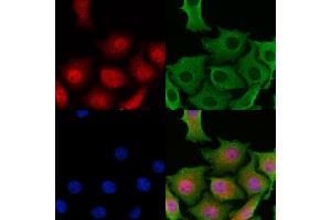 ABIN6265286 and ABIN6269138 staining HepG2 cells by IF/ICC.