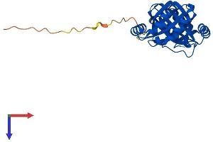 AlphaFold protein structure predicition of Human Recombinant NIPSNAP3A Protein, UniprotID Q9UFN0