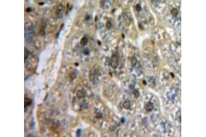IHC-P analysis of Liver tissue, with DAB staining. (MYB anticorps  (AA 305-558))