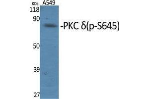 Western Blot (WB) analysis of specific cells using Phospho-PKC delta (S645) Polyclonal Antibody. (PKC delta anticorps  (pSer645))