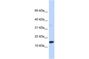 Western Blotting (WB) image for anti-Tumor Protein D52-Like 3 (TPD52L3) antibody (ABIN2463961) (TPD52L3 anticorps)