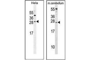 Western blot analysis of IGF2 Antibody in Hela and cell line lysates and in Mouse cerebellum tissue lysates (35µg/lane). (IGF2 anticorps  (Middle Region))