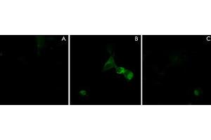 Immunocytochemical double labeling using NRP1 polyclonal antibody  in COS-7 cells mock transfected (A) or transfected with NRP1 constructs (B).