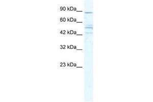 Western Blotting (WB) image for anti-Cholinergic Receptor, Nicotinic, beta 2 (Neuronal) (CHRNB2) antibody (ABIN2461570) (CHRNB2 anticorps)