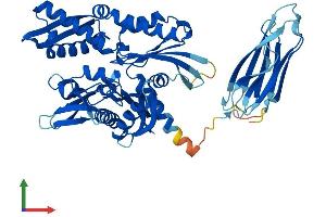 AlphaFold protein structure predicition of Human Recombinant HSPA14 Protein, UniprotID Q0VDF9