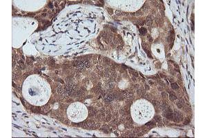 Image no. 2 for anti-Ras Association (RalGDS/AF-6) Domain Family (N-terminal) Member 8 (RASSF8) antibody (ABIN1500618)