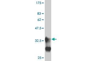 Western Blot detection against Immunogen (33. (MEF2B anticorps  (AA 165-235))