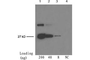 Lane 1-3: 200 ng, 40 ng, 8 ng GFP fusion proteinDetection antibody: Mouse Anti-cGFP-tag Monoclonal Antibody (ABIN398417) The Western blot was performed using One-Step WesternTM Basic Kit (ABIN491503) with 4 µg of the antibody added to 4 mL WB solution. (GFP anticorps)