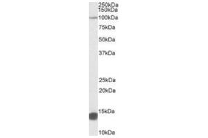 Antibody (0. (TRIM71 anticorps  (Internal Region))